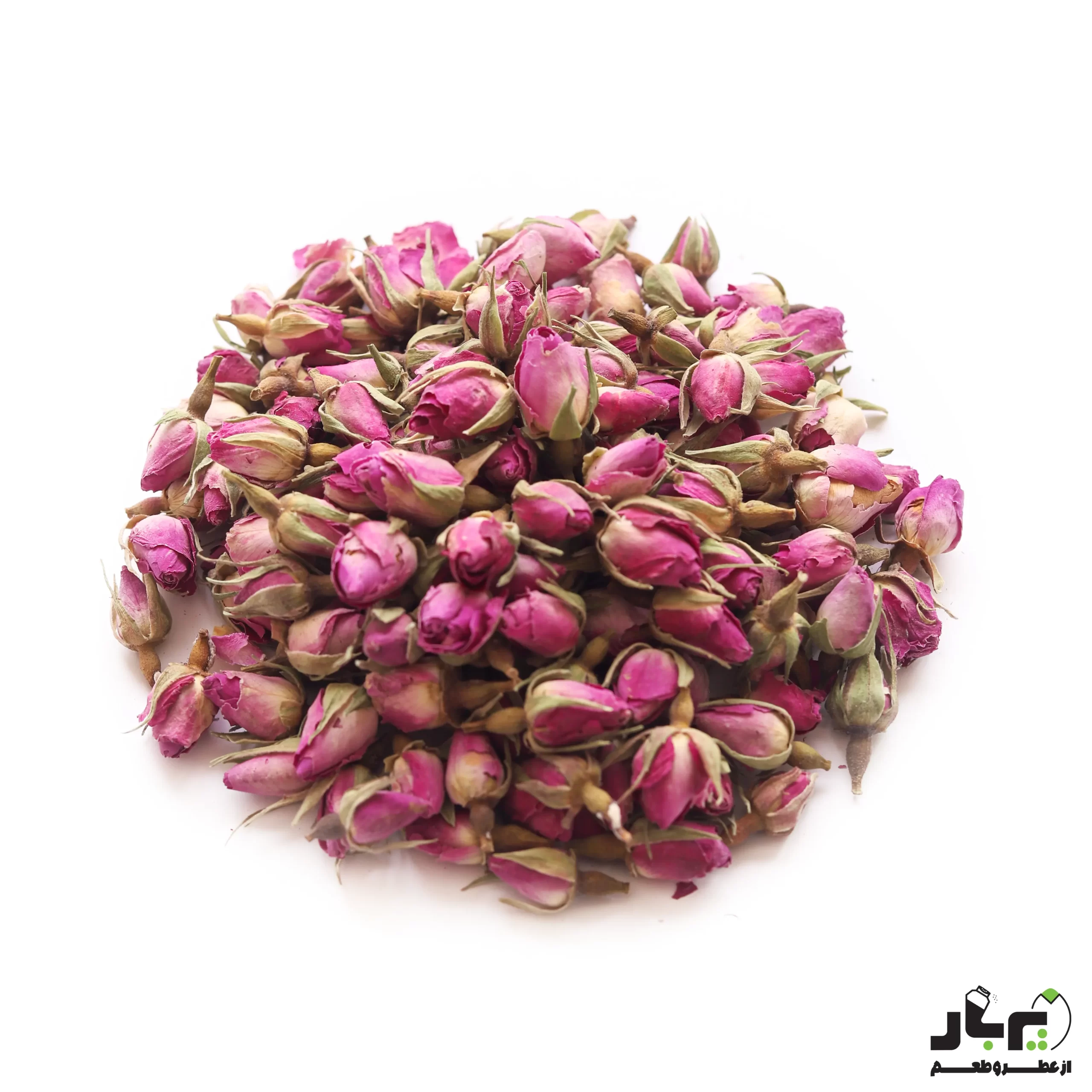 عکس غنچه گل محمدی داراب