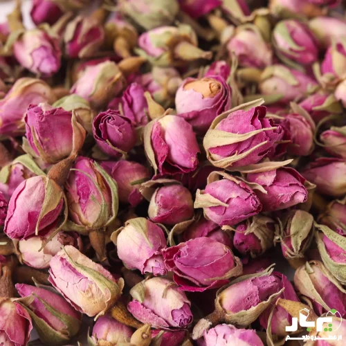 عکس غنچه گل محمدی درجه دو