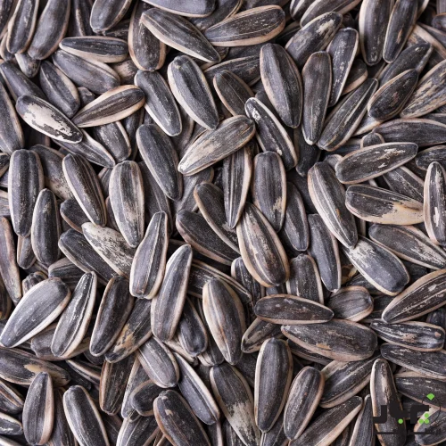 عکس تخمه کانادایی