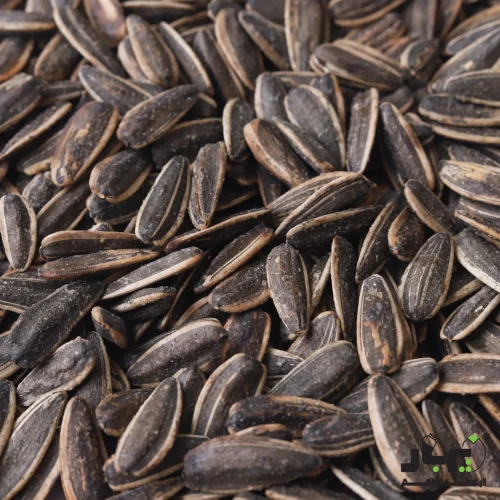 عکس تخمه آفتابگردان نمکی