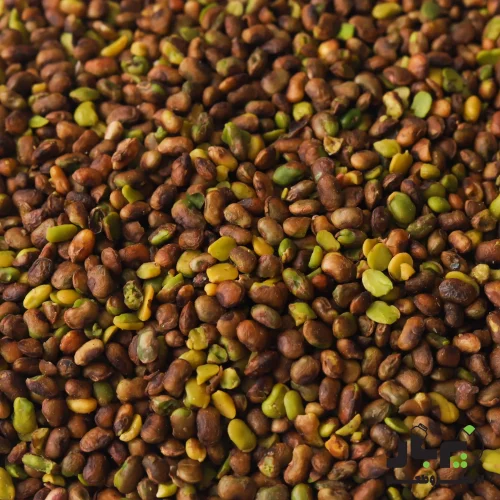 عکس مغز بنه